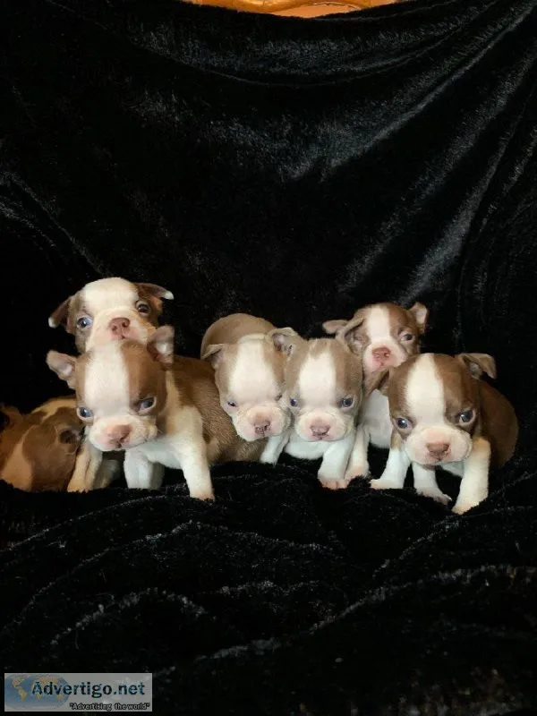 For ever looking good Healthy Male and Female Boston Terrier pup