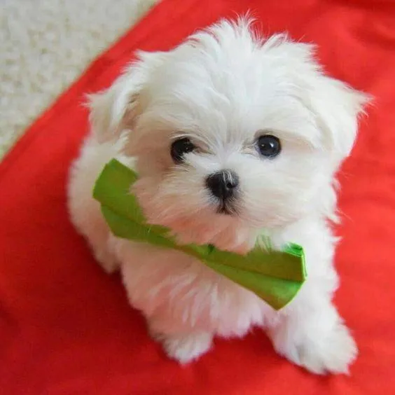 Maltese Puppy