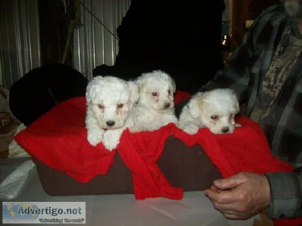 Bichon Frise Puppies