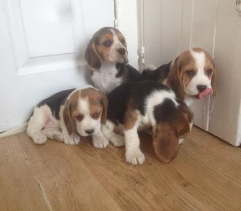 FHRTJS HGKLUI Beagle puppies