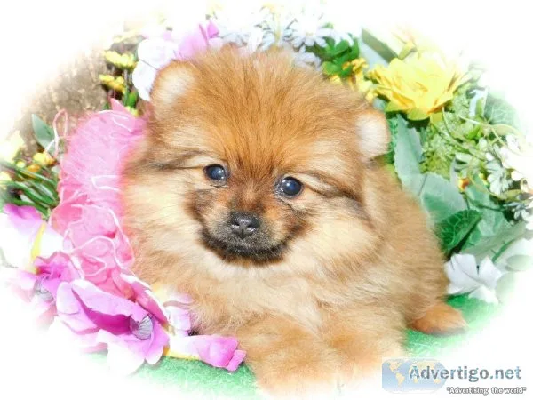 Chicago Toy Pomeranian Boys. Prespoiled. Full Guarantees.