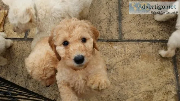 SFYGJYT FDHRDH Labradoodle puppies