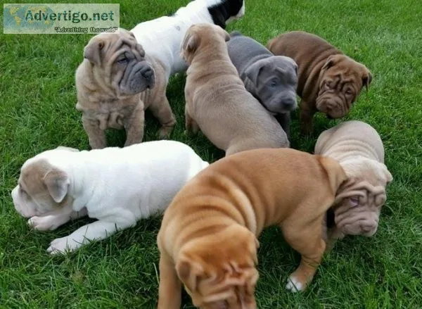 FDHDNA GHJKHG Chinese Shar-Pei puppies