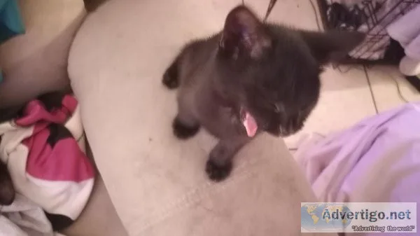 Halloween Kittens