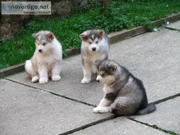 TFJTREJ HKIU Alaskan Malamute puppies