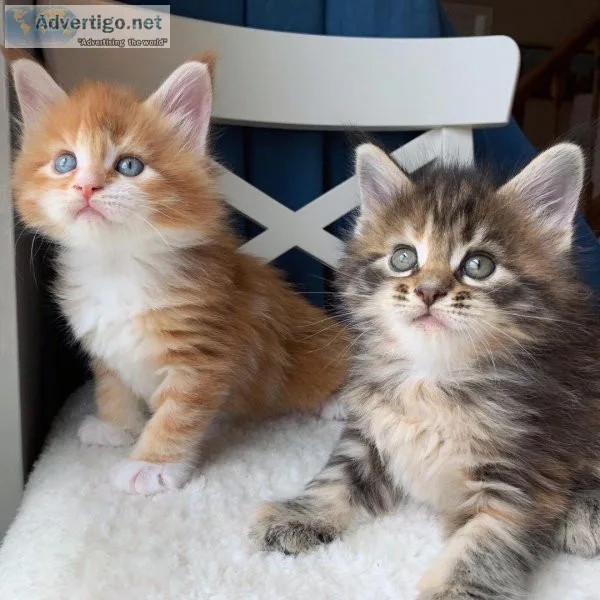 Beautiful Maine Coon kittens for sale