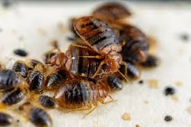 Bed bug control services
