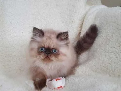 FGMDDS GHJUGF Himalayan kittens