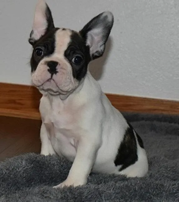 French Bulldog
