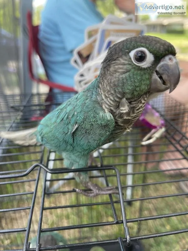 Turquoise Greencheek Conure Babies
