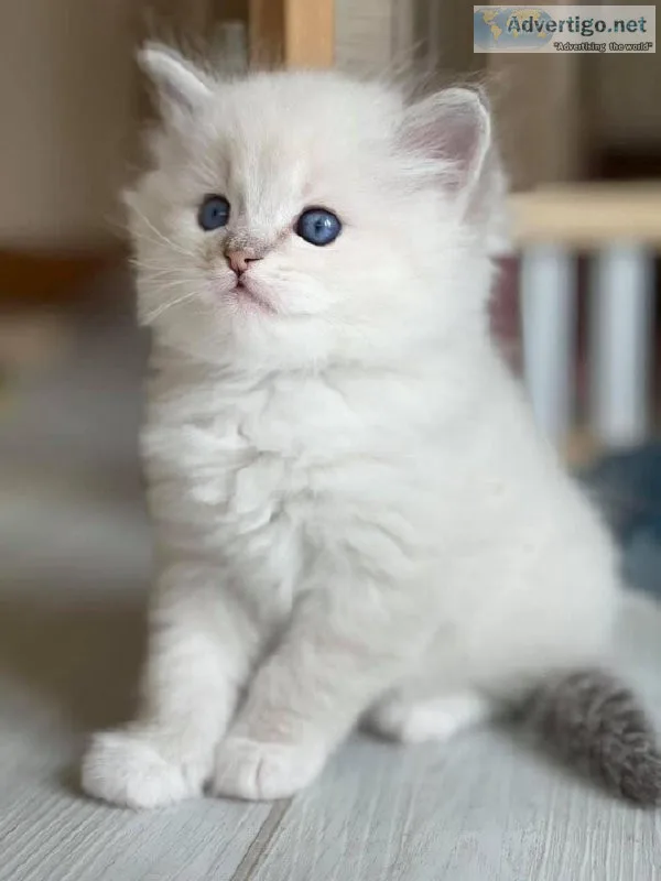 Ragdoll kittens for sale