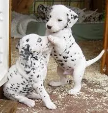 GHFEDW FTJTYKR  Great Dane puppies