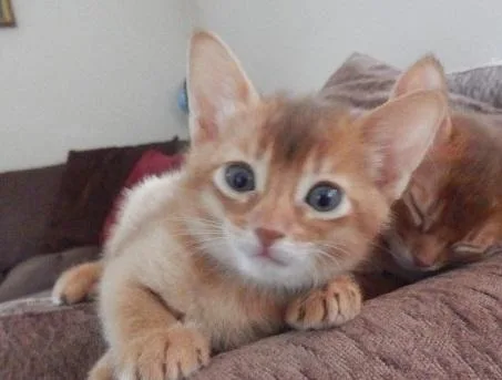 YKYRW HJKURF Abyssinian kittens