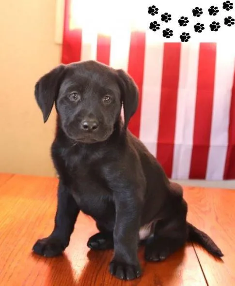 Great Labrador Retriever Puppies.