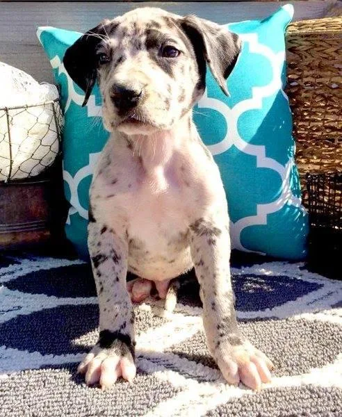 AKC .Outstanding Vaccinated Great Dane Puppies For Sale