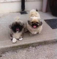 TFJTEJ HGJKYK Pekingese puppies