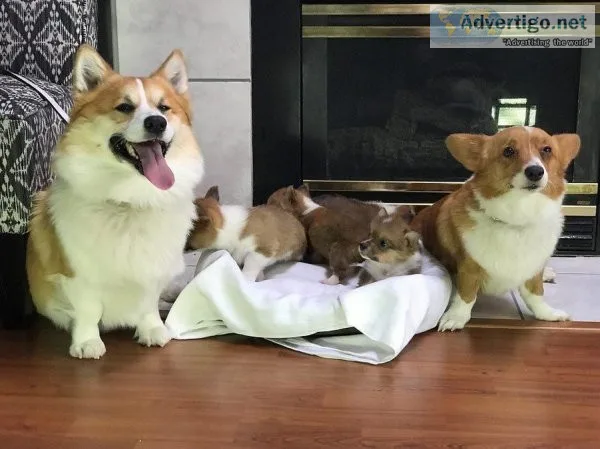 Corgi puppies