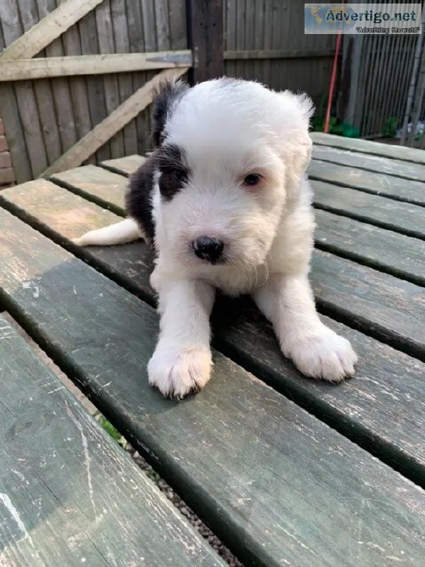 Gorgeous Border Collie puppies available