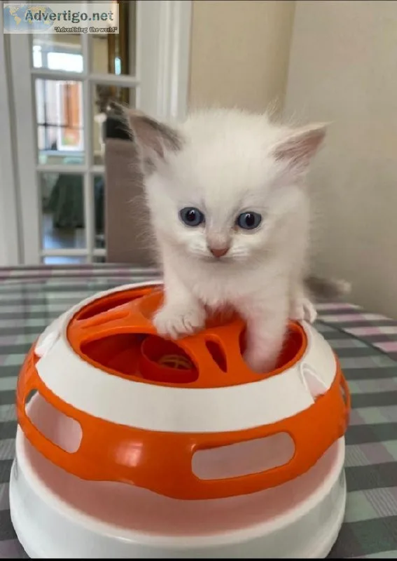Siberian Kittens for Sale