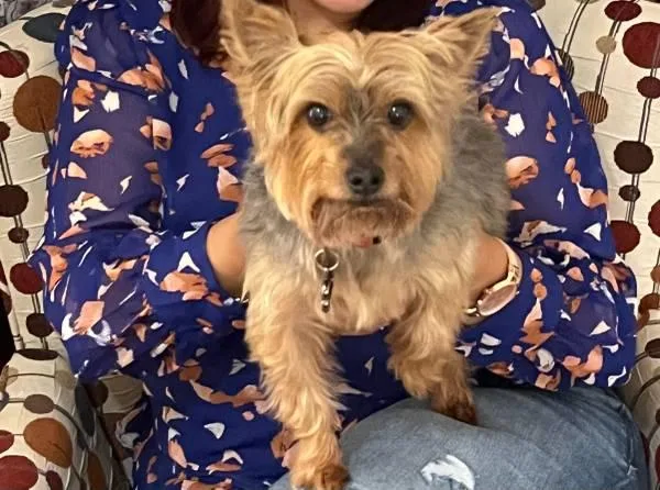 YORKIE