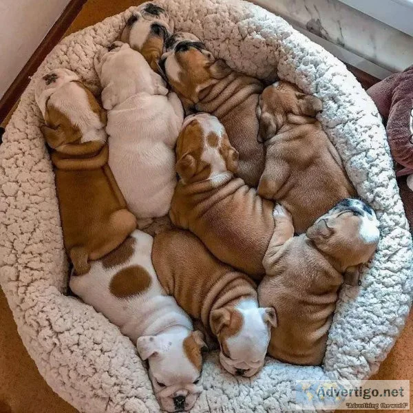 English bulldog