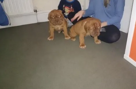 FGHJT GFJYT Dogue de Bordeaux puppies