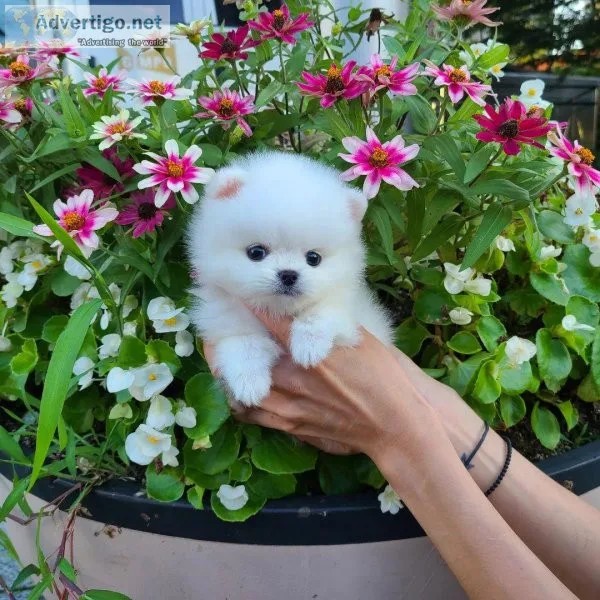 Teacup Poms Puppies