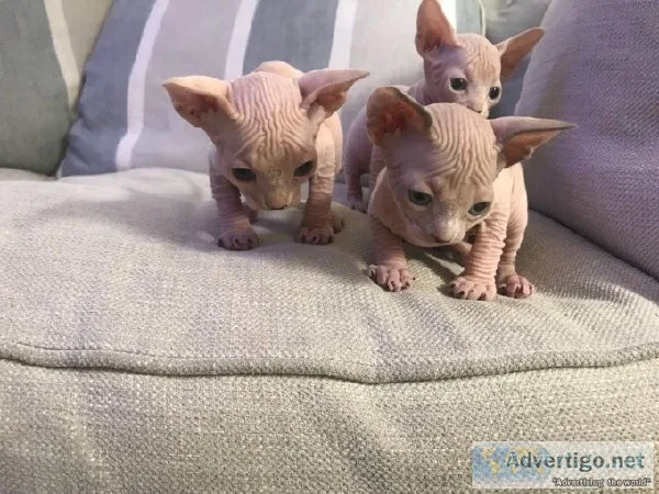 Beautiful Sphynx Kittens for sale