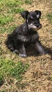 AKC miniature schnauzers