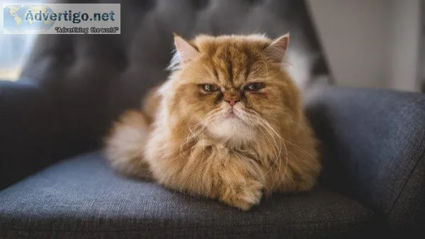 Persian Cat Price in India from Mummy Cat