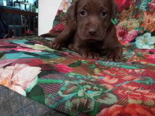 Akc labrador retriever puppies