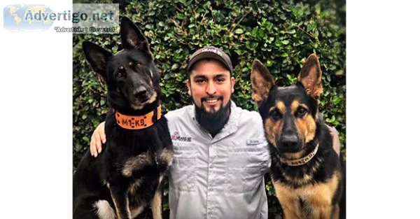 Sit means sit cibolo dog training