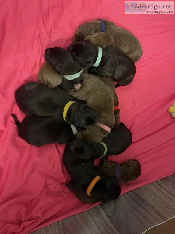 AKC Labrador Retrievers