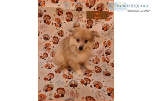CKC Pomeranian Puppies