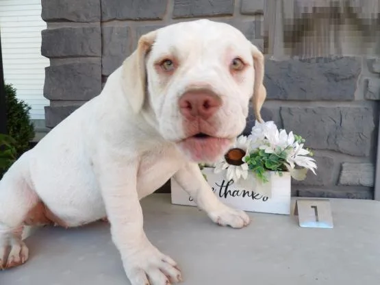 Alapaha Blue Blood Bulldog