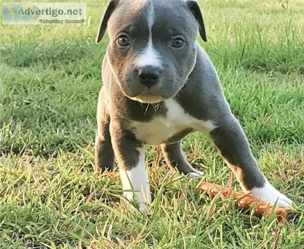 Ready to leave american bully puppies for sale