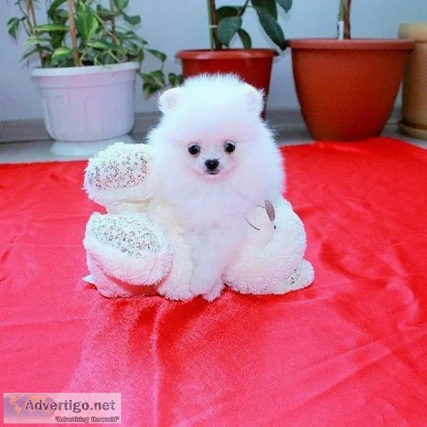 Sweet home raised Pomeranian puppies