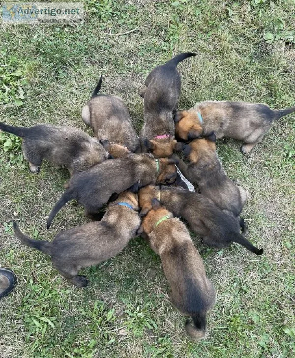 German Shepherd x Malinois