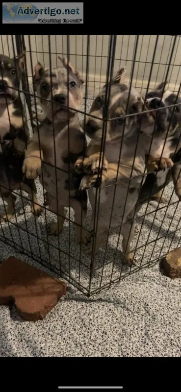 American bully xl