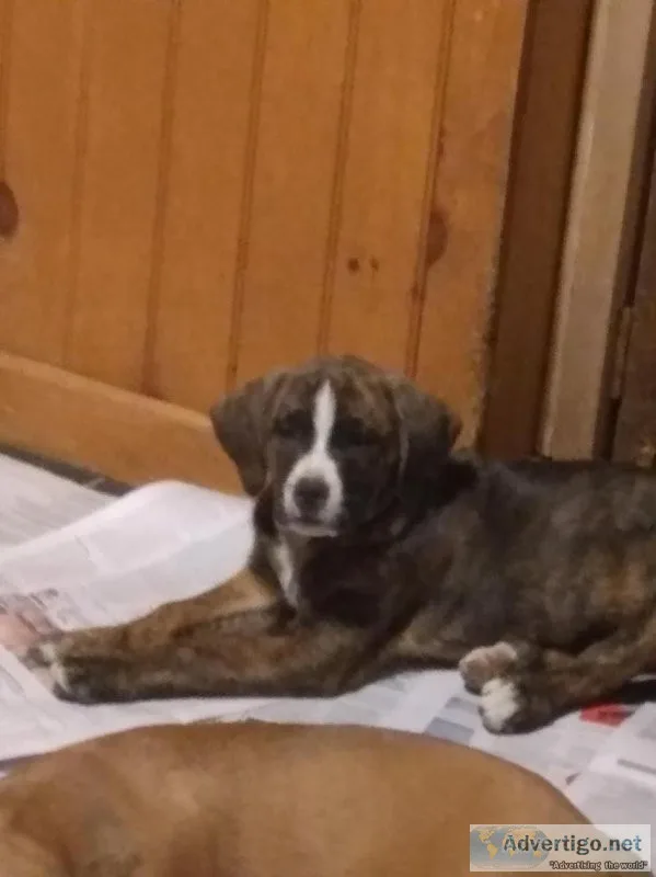 Burnese Mountain Bully Puppies