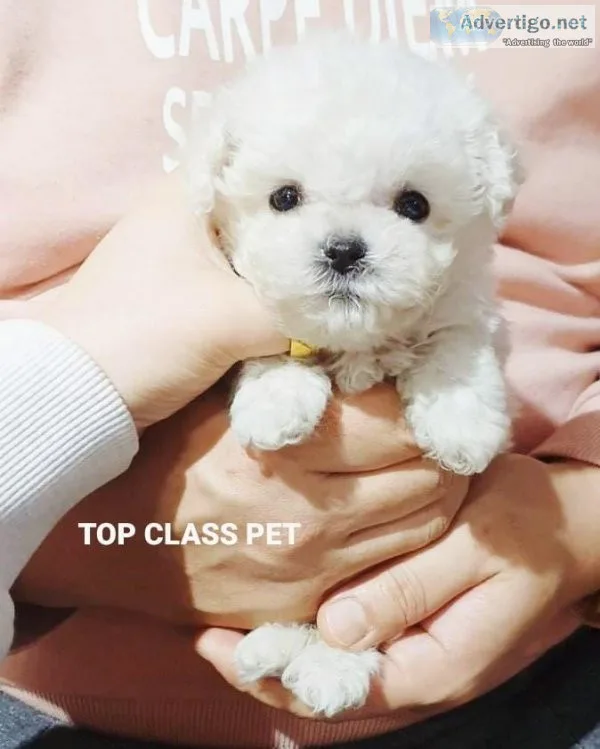 Teacup Puppies for Sale