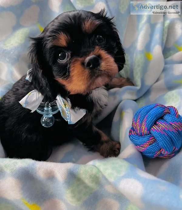 Cavalier King Charles Spaniels