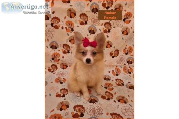 CKC Pomeranian Pups