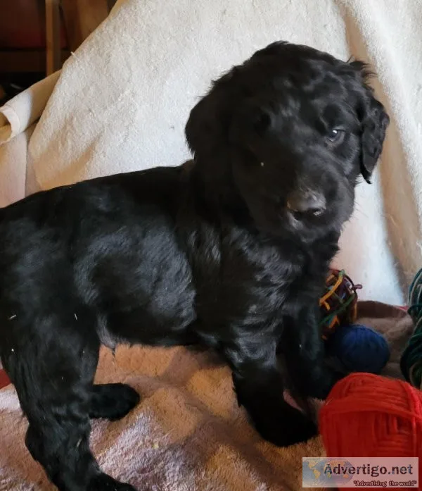 Goldendoodle Thanksgiving Puppies