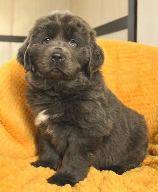 3 fluffy little Newfoundland puppies For sale