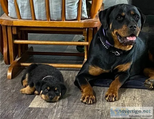 Rottweiller Puppie for sale
