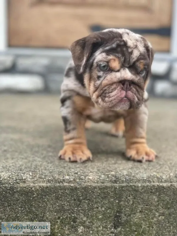 English Bulldog puppy looking for a good home