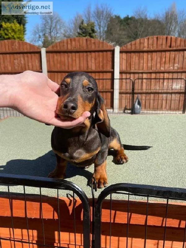 Purebred Dachshund Puppies Ready