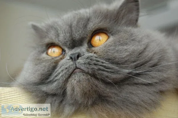 Persian Cat Price