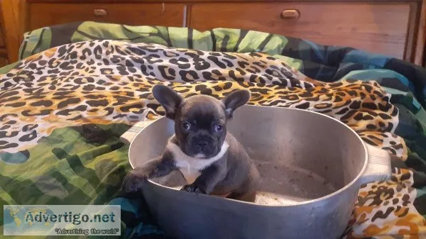 French Bulldog Puppy